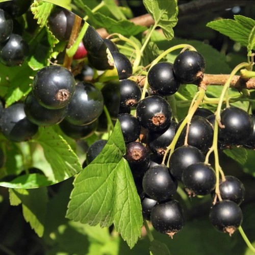 Ribes nigrum 'Selečenskaja' - Must sõstar 'Selečenskaja' C3/3L
